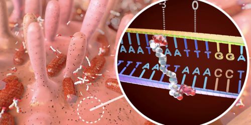 Genetic ‘fingerprints’ implicate gut bacterium in bowel cancer