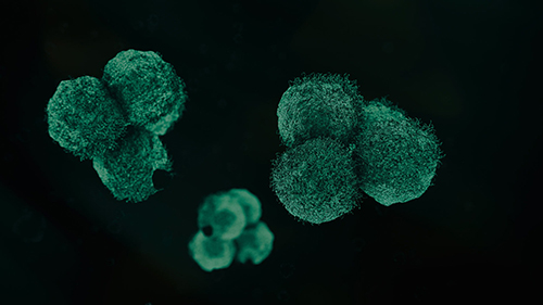 The power of organoids – advances in disease modelling research