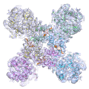 Peak Proteins Signs Agreement with University of Leeds to Access Cryo-EM Facilities.