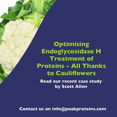 Optimising Endoglycosidase H Treatment of Proteins – All Thanks to Cauliflowers!