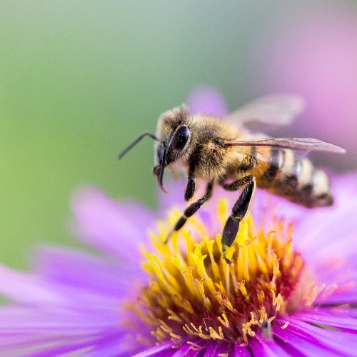 I saw a bee! What working from home taught me about myself