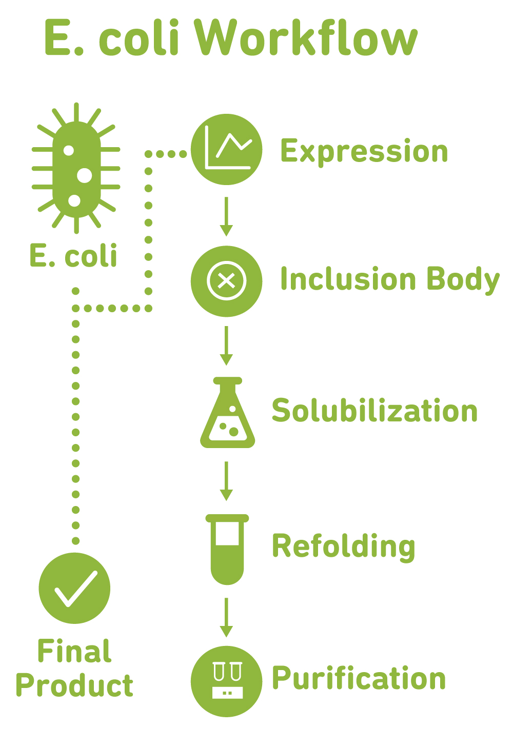 E-Coli Workflow Process from Expression to Purification